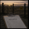 cattle_Cody_NM