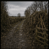 hedgerow_Hugh