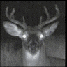 trailcam_Tony